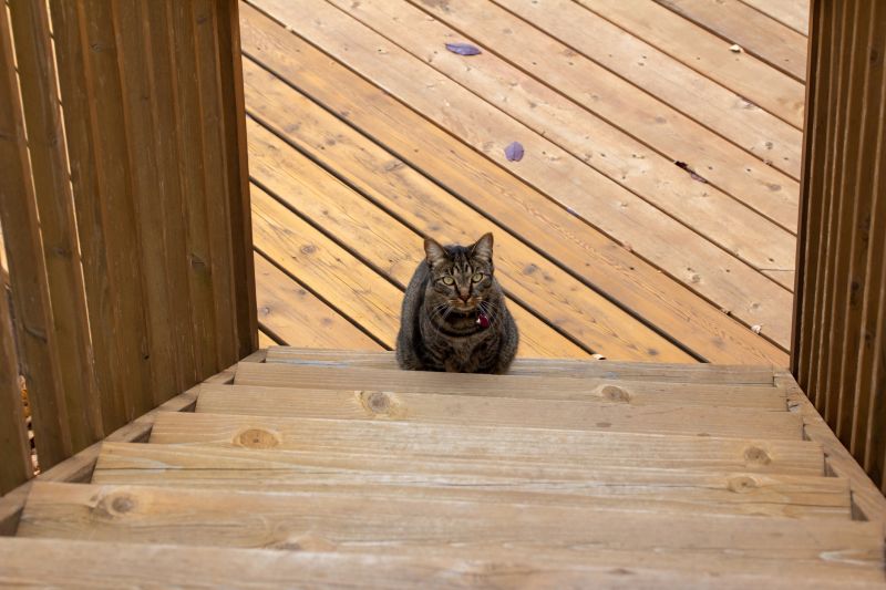 Deck Steps Repair in Olathe, KS